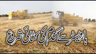 Wheat harvesting in Pakistan | Wheat harvesting continues in Pakistan with harvester machine