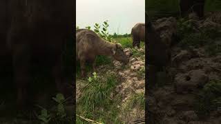 buffalos animals canal views