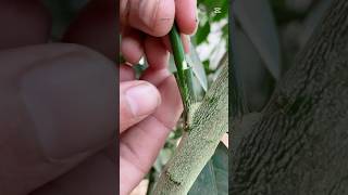 Lemon 🍋 grafting technique so easy method #graft #nature #farming