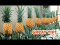 No Garden Needed, Get A Pineapple Garden Without Spending A Penny From Pineapple Top