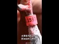 为什么要给鸽子翅膀上盖印章 ＃小知识 ＃您不知到的秘密