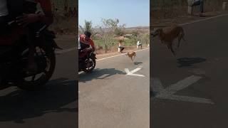भूयेवाडी मैदान👑🚀 || Kolhapur DOG RACE STATUS ॥ #shorts #dograce