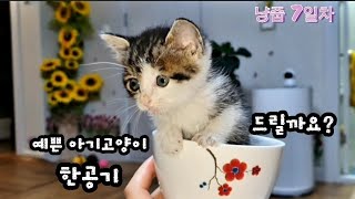 굶주림에 한이 맺힌 아기고양이/구조7일차/냥줍/새끼고양이구조