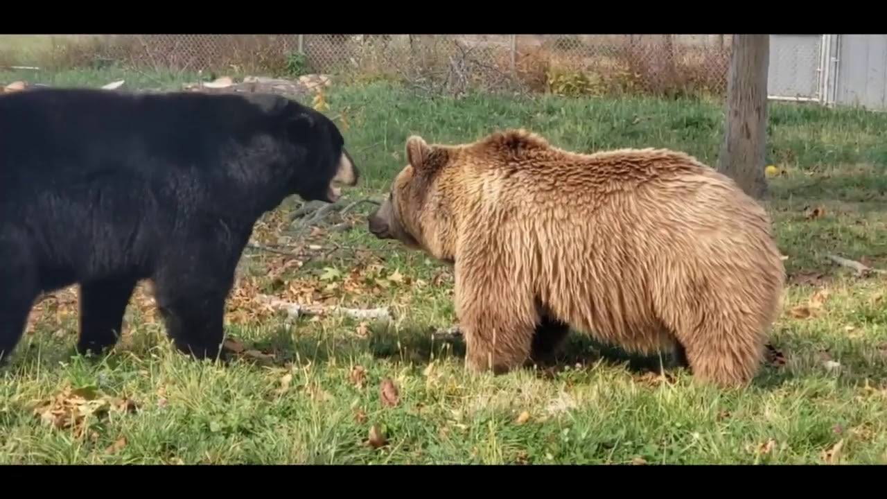 Black Bears Vs Brown Bear Differences... - YouTube