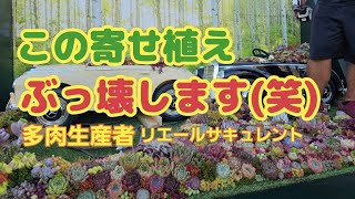 【多肉植物】【ガーデニング】この寄せ植え‼️ぶっ壊します(笑)2023年10月18日