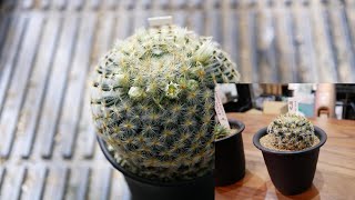 [品種紹介] サボテン Mammillaria schiedeana [マミラリア スキディアナ 明星]