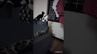 #cat#மழைக்கு#funny#துணிகாய#catlover#catvideos வீட்டுக்குள்ள#போட்டா#funny இவணுங்க#ஆட்டத்தை #பாருங்க#