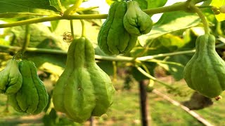 Chayote squash farming | স্কোয়াশ চাষ পদ্ধতি | chow chow farming | সবজি চাষ | vegetable farming.