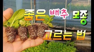 좋은 김장 배추 모종 고르는법,김장배추 심는 시기,김장배추밭 만들기,김장무,배추 병충해