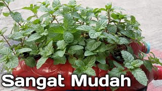 Menanam Mint Dari Batang Tanpa Tanah - Tanaman Mint Hidroponik