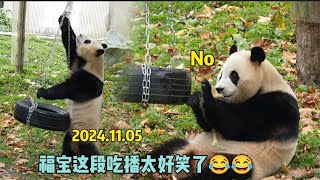 11.05福公主这段吃播太好笑了🤭聪明的熊宝宝知道用手阻挡轮胎#panda #大熊貓 #大熊猫福宝 #大熊猫 #푸바오