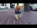 jiffpom wishes you happy valentine s day