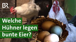 Von Natur aus bunt: Diese Hühner legen farbige Eier | Hühnerhaltung | Ostern | Unser Land | BR