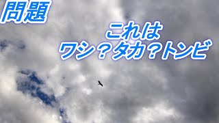 問題　これは鷲？鷹？鳶？(ワシ　タカ　トンビ)