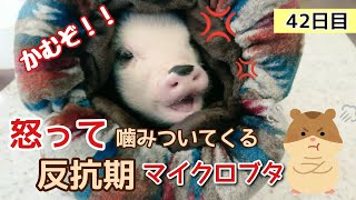 【お迎え42日目】反抗期を迎えて噛みついてくるマイクロブタ #micropig #マイクロブタ #豚