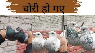 कबुतर चोरी होगे Dr साहेब के हापुड़ 9555574483