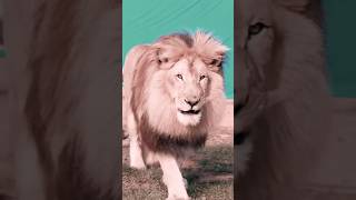 GRRR movie shooting with original Lion | kunchako boban | Suraj Venjaramoodu | Jay K