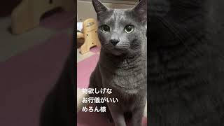 【ロシアンブルー】めろん、物欲しげな顔で見つめてきます【猫】#Shorts