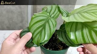 [盆栽]青蘋果肖竹芋簡介~有其他相似的品種? Calathea, Goeppertia