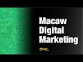 Macaw Digital Marketing: Who We Are & What to Expect