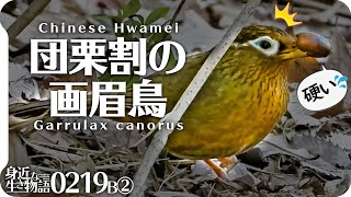 0219B②【どんぐりを食べる鳥】ガビチョウの木の実割り、シロハラ落ち葉ガサガサ捕食、梅にメジロ、モズ、オシドリ夫婦マルガモ。奈良山公園の野鳥 #身近な生き物語 #ガビチョウ #シロハラ