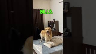 Only Leisure😁 | Check Description| Brain Training Course For Your DOG🐶😘 #shorts #viral #trending