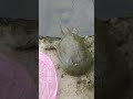 freeing a soft shell turtle_放生甲魚_feb.13.2022