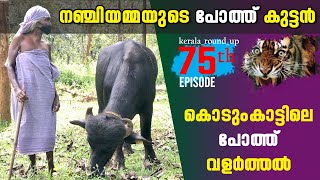 EP-75 കൊടുംകാട്ടിൽ 70 വയസുള്ള അമ്മയുടെ പോത്ത് വളർത്തൽ | nanjamma style #kerala_round_up | #wayanad