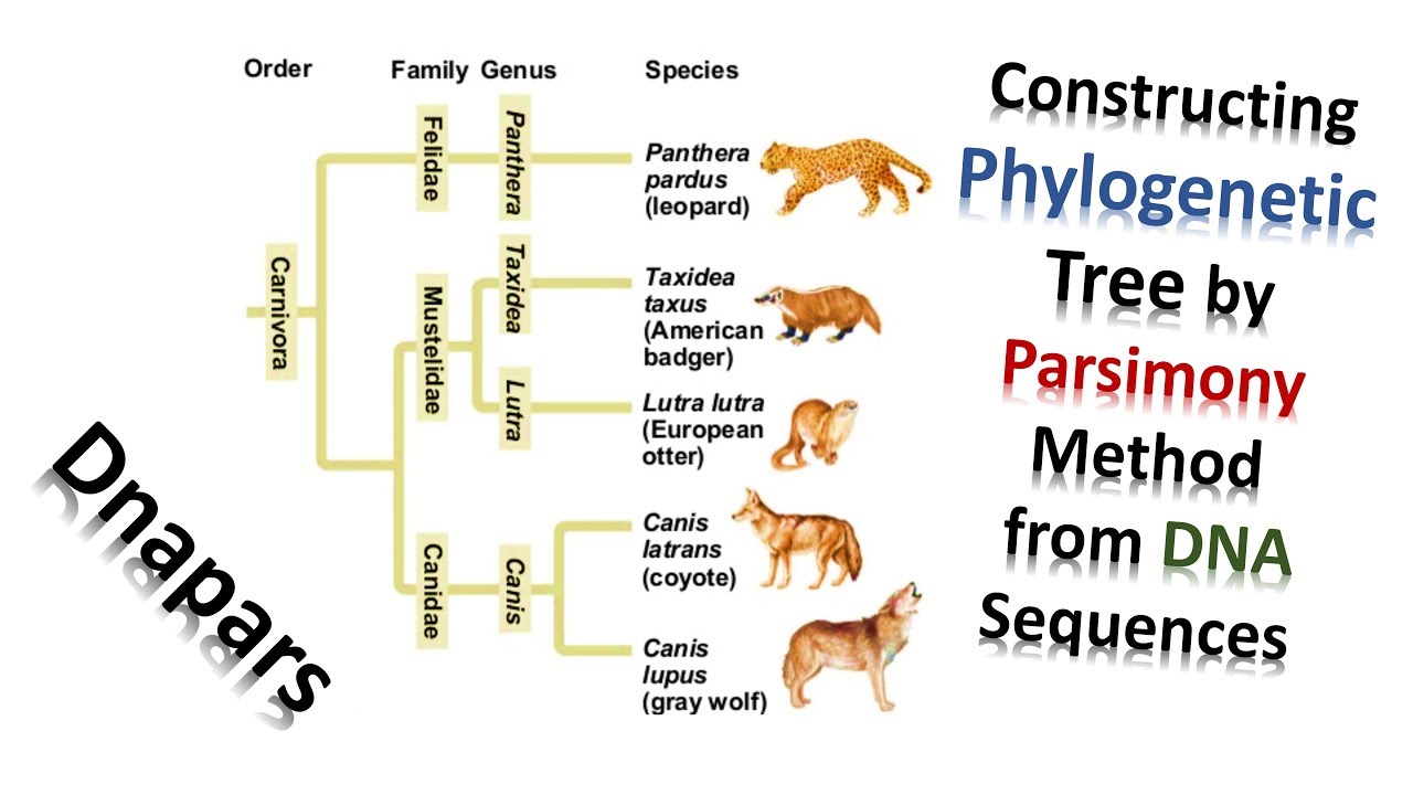 How To Build Phylogenetic Tree