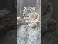 shorts ユッコちゃんの微笑み　ユキヒョウ　神戸王子動物園にて　2024年12月28日