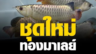 ปลามังกร ทองมาเลย์ มาแล้ว (ตุลาคม 2564)