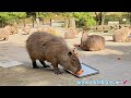 capybara meal scene nagasaki bio park