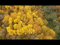 flight over the autumn forest. crowns of trees with yellow foliage. deciduous forest in the fall