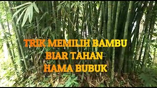 Trik Memilih Bambu Biar Awet & Tahan Hama Bubuk