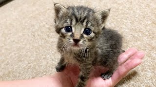 初めて大きな部屋に降り立った赤ちゃん猫