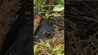 户外钓鳝 冬天水库也能钓到鳝鱼野钓惊喜无处不在 真实户外原来钓鱼才是抖音运动顶流