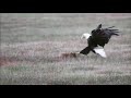 unlucky fox was catched by eagle