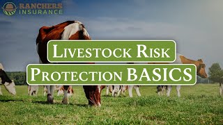 The Basics of Livestock Risk Protection (LRP)