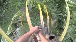 Tuba or Coconut wine Harvest in Southern Philippines