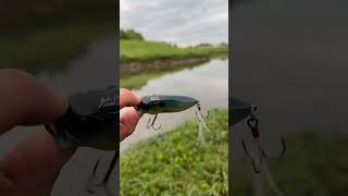 Just shaking Megabass PopMax in riverside in USA PopX bass fishing.