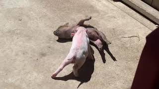 Just a mini piglet rooting on another mini piglet. They love it so much!