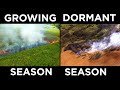 Growing Season VS Dormant Season Prescribed Fire | Analyzing Results