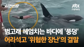 범고래 헤엄치는 바다에 '풍덩'…어리석고 '위험한 장난'의 결말 #글로벌픽 / JTBC 사건반장