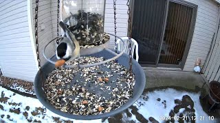 2024/02/21 - A compilation of multiple Black-capped Chickadee visits throughout the day