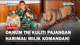 VIRAL Oknum TNI Terciduk Kuliti Pajangan Harimau Milik Komandan, Ada Narkoba Dekat Pelaku!