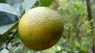 বিষাক্ত ফল। Recognize the poisonous fruit.