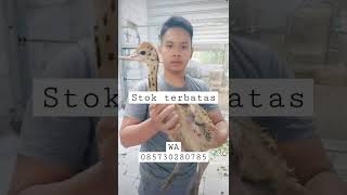 PANEN BURUNG UNTA ANAKAN