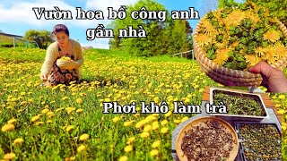 Làm trà thảo mộc Bồ công anh tại nhà