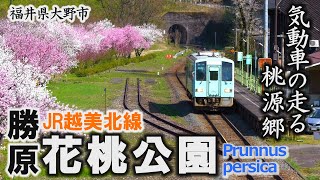 JR越美北線勝原駅「勝原花桃公園」気動車の走る桃源郷～大野市【動画紀行・福井県】 Prunnus persica Park