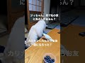 鳥さんからご飯をもらう犬🐶　 保護犬　 鳥　 可愛い犬　 犬　 shorts